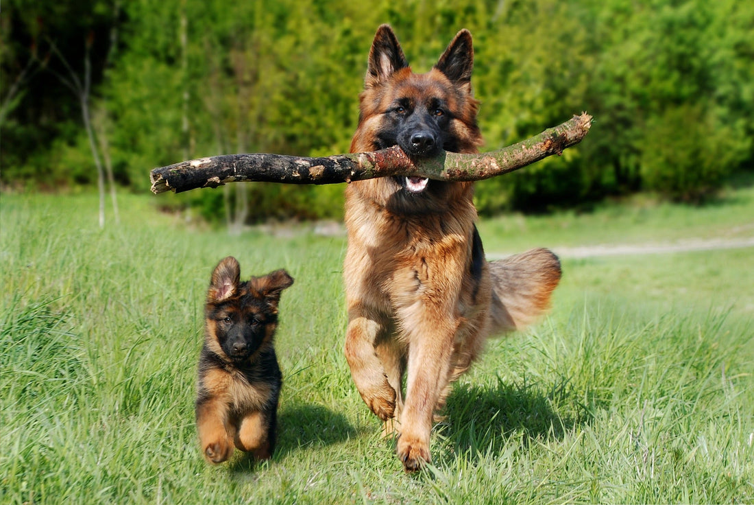 Best Eco-Friendly Dog Toys for Small Breeds